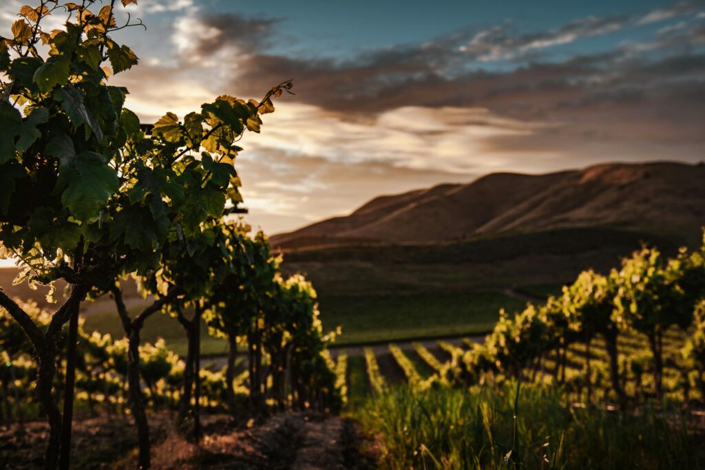 Vue sur les vignes - Voyage et séjours oenotouristique - Le Mâconnais Guest  -